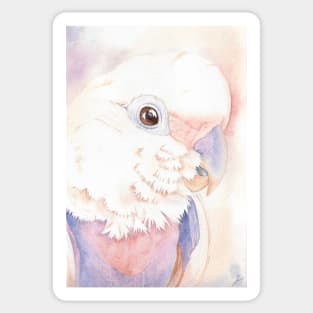 Goffin Tanimbar corella cockatoo watercolor portrait parrot name Buckley Sticker